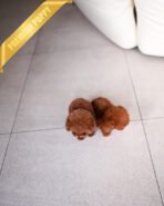 DARCY & HERMES - FEMALE & MALE - Image 4