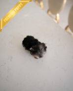 LUNA - FEMALE (PURCHASED by ESTHER) - Image 5