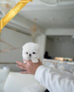 MOLLY - FEMALE (PURCHASED by KANG) - Image 2