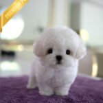 THEO - MALE (PURCHASED by JEFF)