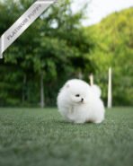 PUFF - FEMALE (PURCHASED by PETER)