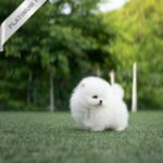 PUFF - FEMALE (PURCHASED by PETER)