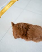 LUCY - FEMALE (PURCHASED by DEIDRE) - Image 6