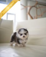 MILO - MALE (PURCHASED by MARILYN) - Image 2