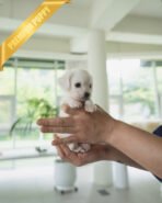 MINNIE - FEMALE (PURCHASED by ERKAN) - Image 4