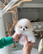 TIFFANY - FEMALE (PURCHASED by SONIA)