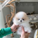 TIFFANY - FEMALE (PURCHASED by SONIA)