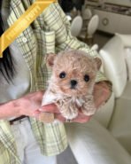 EWAN - MALE (PURCHASED by SHALMOR)