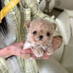 EWAN - MALE (PURCHASED by SHALMOR)