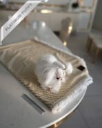 BENTLEY - MALE (PURCHASED by LILLIAN) - Image 4