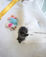 AZURE - FEMALE (PURCHASED by SARAH) - Image 3