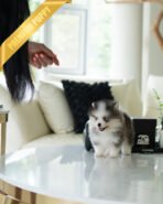 ROXY - FEMALE (PURCHAED by IGNACIO) - Image 4