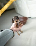 NOVA - FEMALE - Image 4