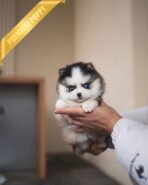 AUTUMN - FEMALE (PURCHASED by ITALIA)