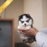 AUTUMN - FEMALE (PURCHASED by ITALIA)