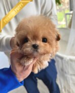 LYRA - FEMALE (PURCHASED by LULU)