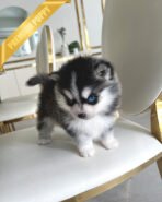 ROXY - FEMALE (PURCHASED by SUSANA)