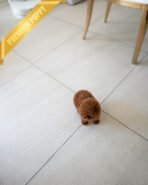 AGATHA - FEMALE (PURCHASED by DILL) - Image 6