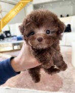 MOCHA - MALE (PURCHASED by TABITHA)