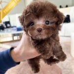 MOCHA - MALE (PURCHASED by TABITHA)