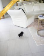 BAILEY - MALE (PURCHASED by FRED) - Image 5