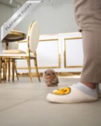 ROXIE- FEMALE (PURCHASED by JANG) - Image 5