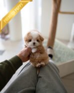 OWEN - MALE (PURCHASED by JENNIFER)