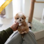 OWEN - MALE (PURCHASED by JENNIFER)