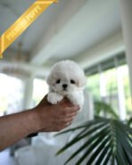 THEO - MALE (PURCHASED by JEFF) - Image 3