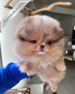 DIANA - FEMALE (PURCHASED by FERNANDO) - Image 2