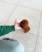 AMELIA - FEMALE (PURCHASED by YULIANA) - Image 4