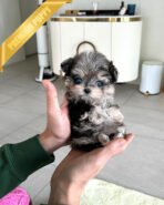 BREANA - FEMALE (PURCHASED by ITALIA) - Image 2