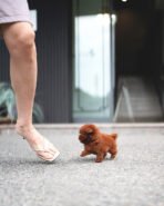 SIMON - MALE (PURCHASED by ELISA) - Image 6