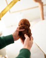 JESSICA - FEMALE (PURCHASED by ANGIE) - Image 2