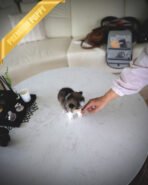 LEO - MALE (PURCHASED by ANA) - Image 4