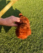 AGATHA - FEMALE (PURCHASED by SARI) - Image 7