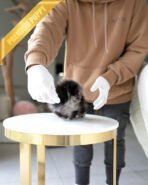 THOR - MALE (PURCHASED by ANONYMOUS) - Image 5