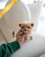 THEO - MALE (PURCHASED by TESSA)