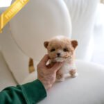 THEO - MALE (PURCHASED by TESSA)