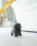 STERLING - MALE (PURCHASED by LEVY) - Image 3