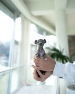 VITO - FEMALE (PURCHASED by ESTEFANIA) - Image 3