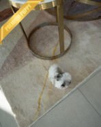 AARON - MALE (PURCHASED  by JOKE) - Image 6