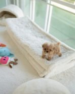 TOBY - MALE (PURCHASED by SHALLON) - Image 5