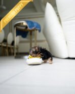 ANNIE - FEMALE (PURCHASED by VIOLETTA) - Image 6