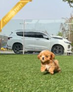 JESSICA - FEMALE (PURCHASED by ROSANNE) - Image 3