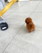 TIPPY - FEMALE (PURCHASED by SANDRA) - Image 5