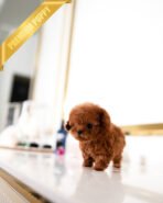 TIPPY - FEMALE (PURCHASED by VIKTOR)