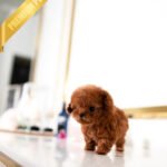 TIPPY - FEMALE (PURCHASED by VIKTOR)