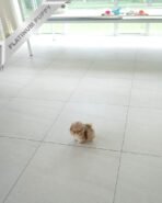 NUTELLA - MALE (PURCHADED by HANAN) - Image 6