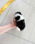 OREO - MALE (PURCHASED by SARA) - Image 5